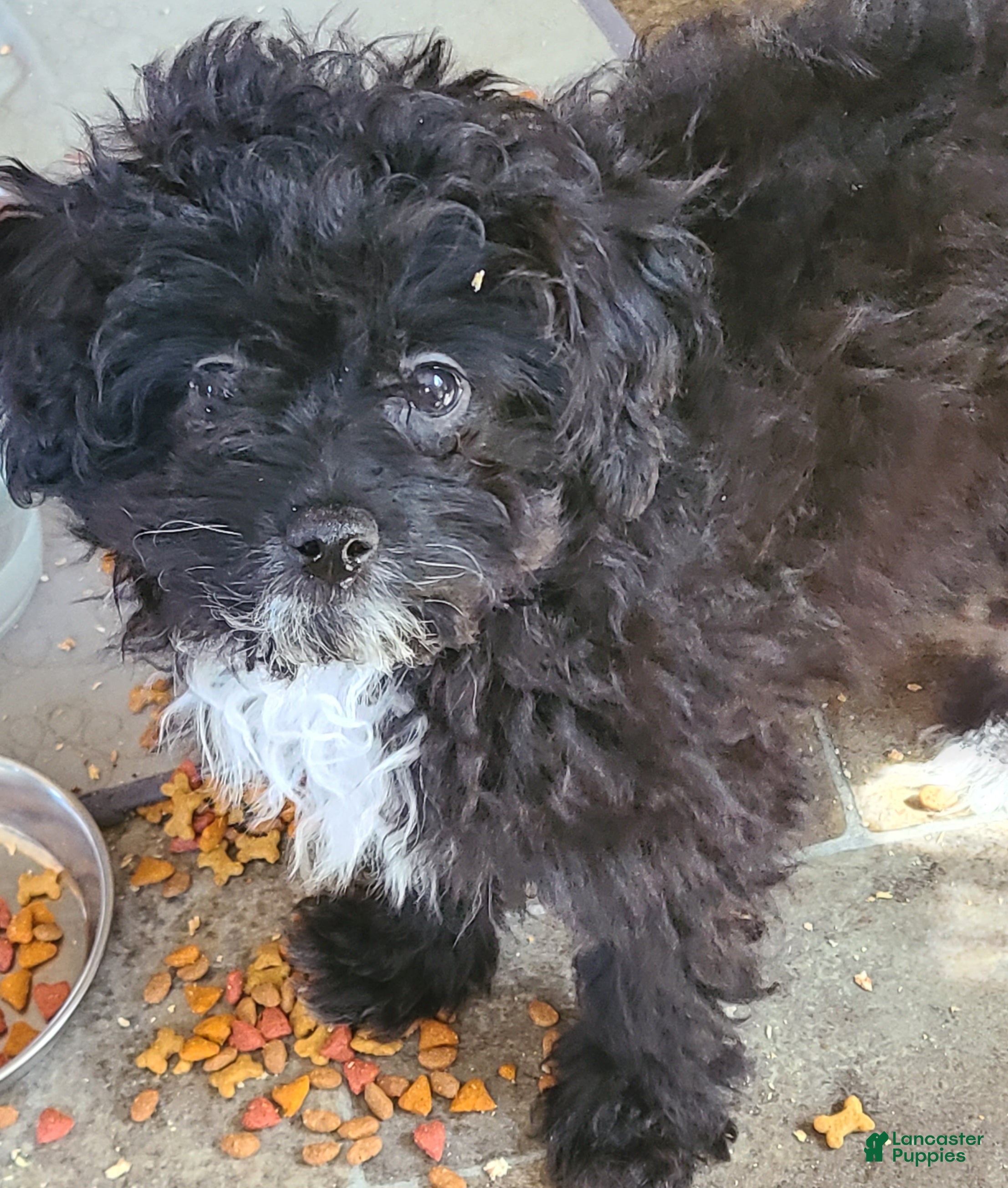 Pomapoo dogs Cooper - Ad 2