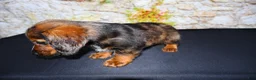 Miniature Dachshund dogs for sale: Butters - Ad 16
