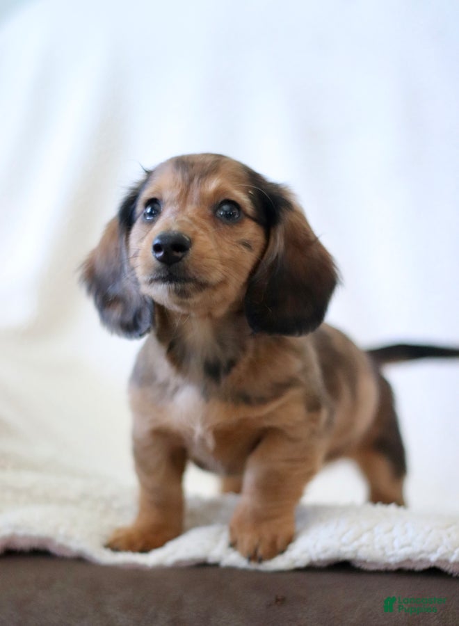 Miniature Dachshund dogs for sale: Wheeler - Ad 3