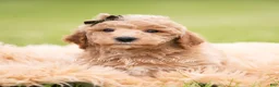Mini Goldendoodle dogs for sale: Sprout - Ad 5