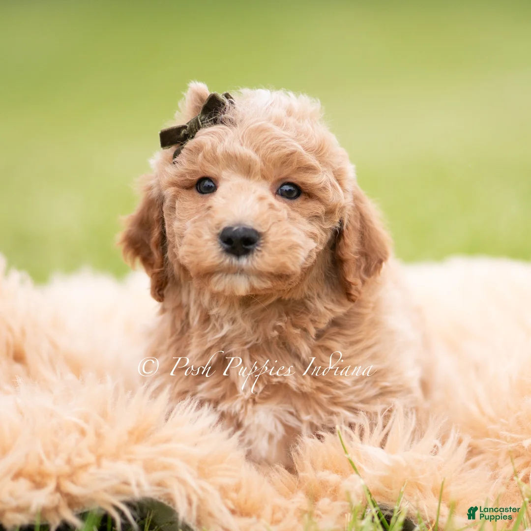 Mini Goldendoodle dogs for sale: Sprout - Ad 5
