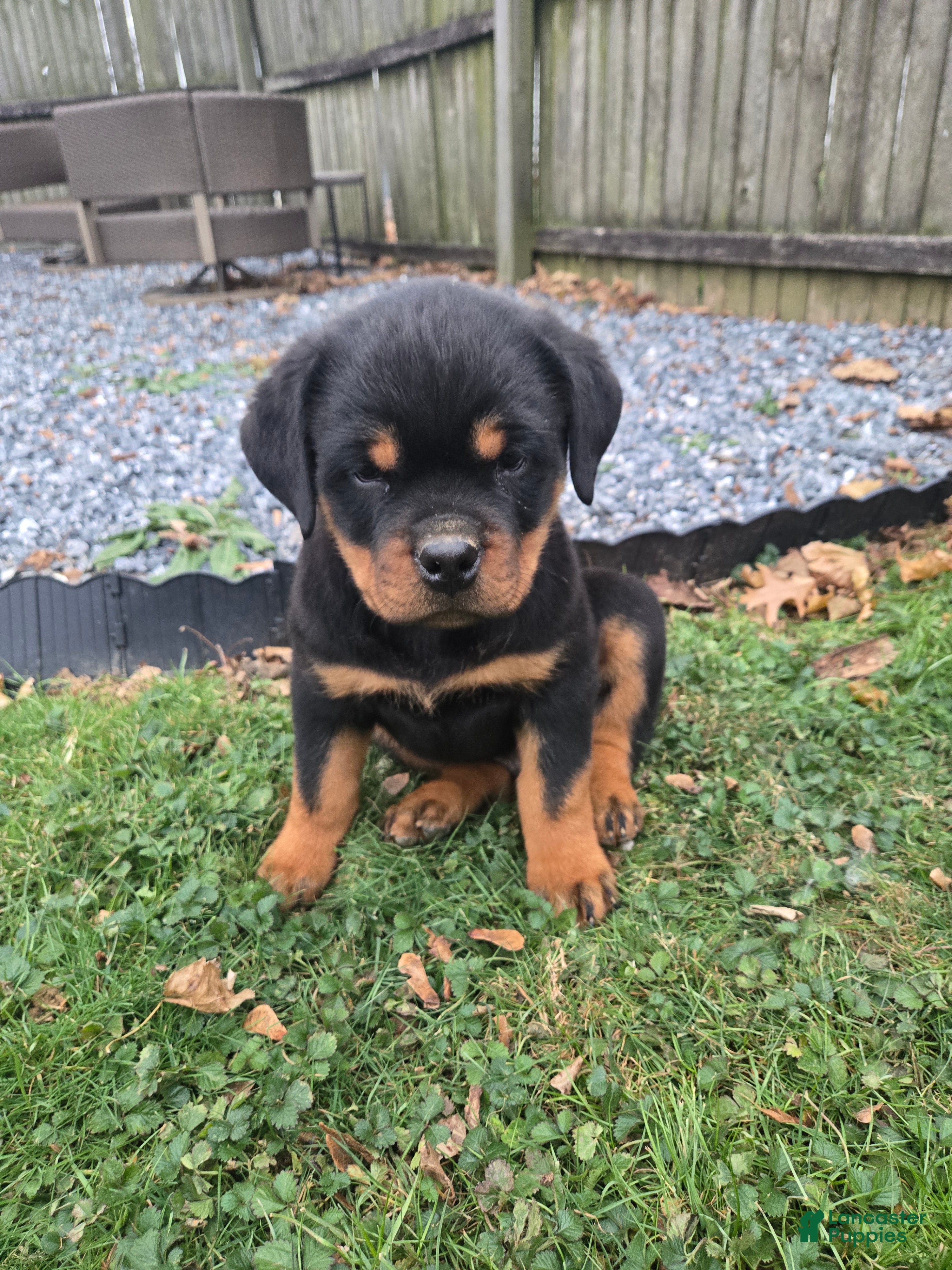 Rottweiler dogs Buck **Claimed** - Ad 7