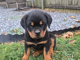 Rottweiler dogs Buck - Ad 27