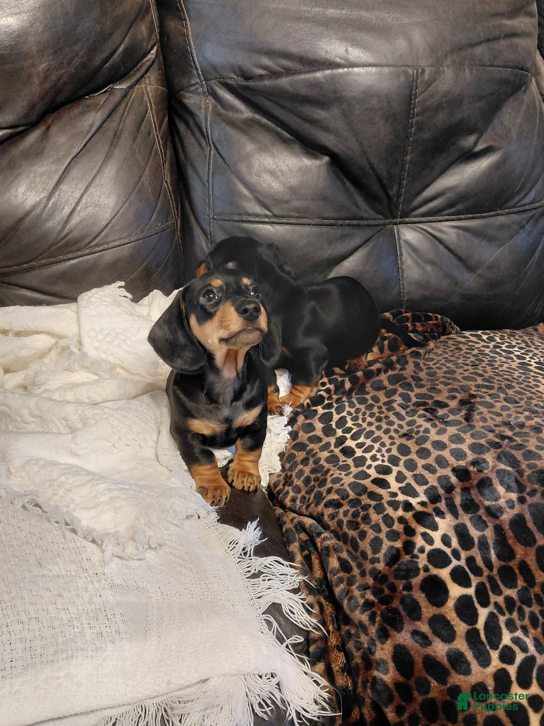 Miniature Dachshund dogs for sale: Leroy  - Ad 5