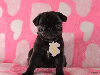 Pug dogs Daisy - Ad 42