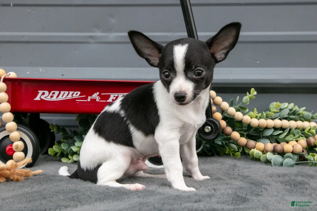 Chihuahua dogs for sale: Niles - Ad 1