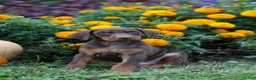 Doberman Pinscher dogs for sale: RIO - Ad 7