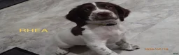 English Springer Spaniel dogs for sale: Titan - Ad 12
