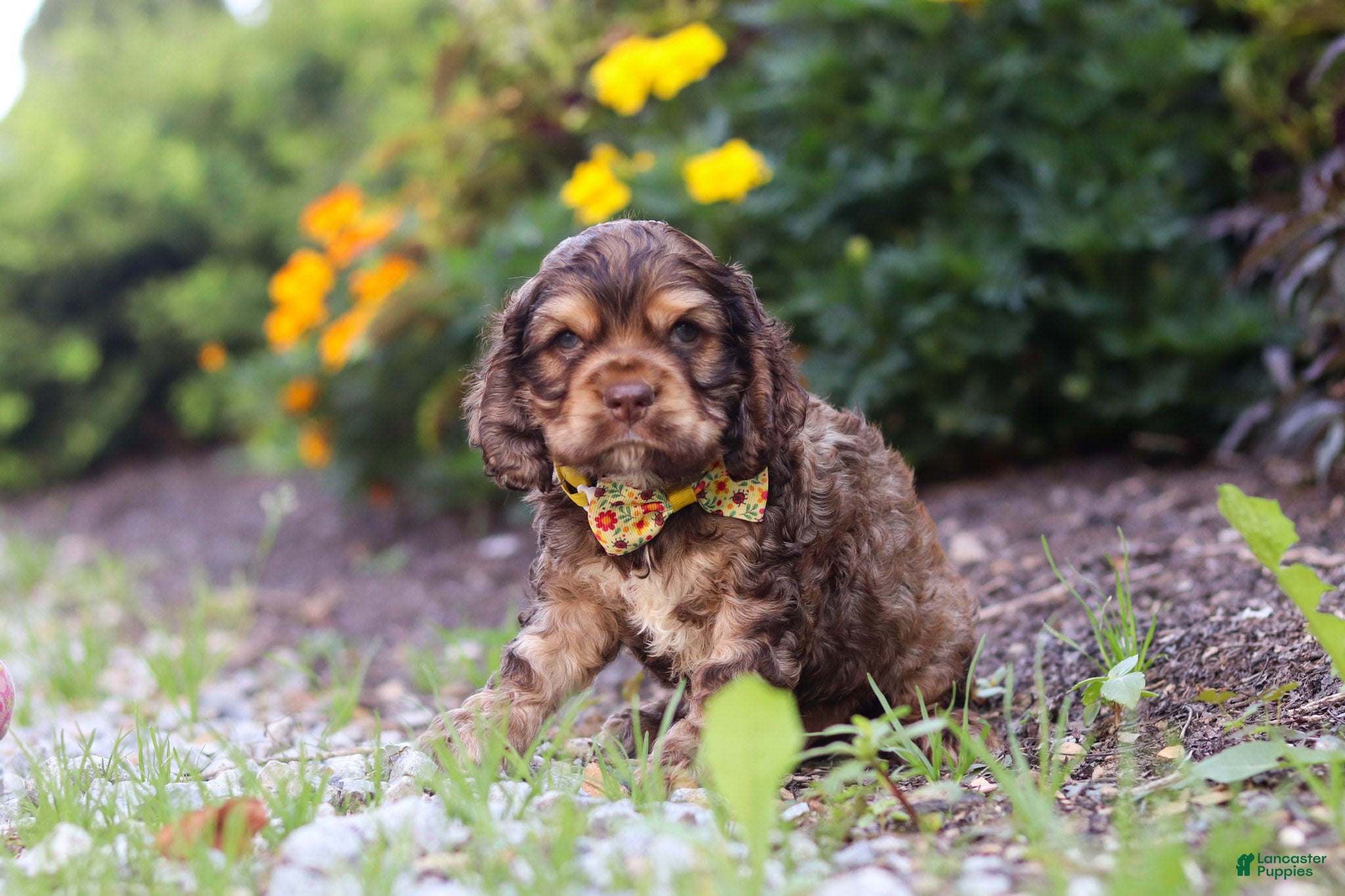 Cocker Spaniel dogs Maverick - Ad 1