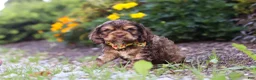 Cocker Spaniel dogs for sale: Maverick - Ad 1