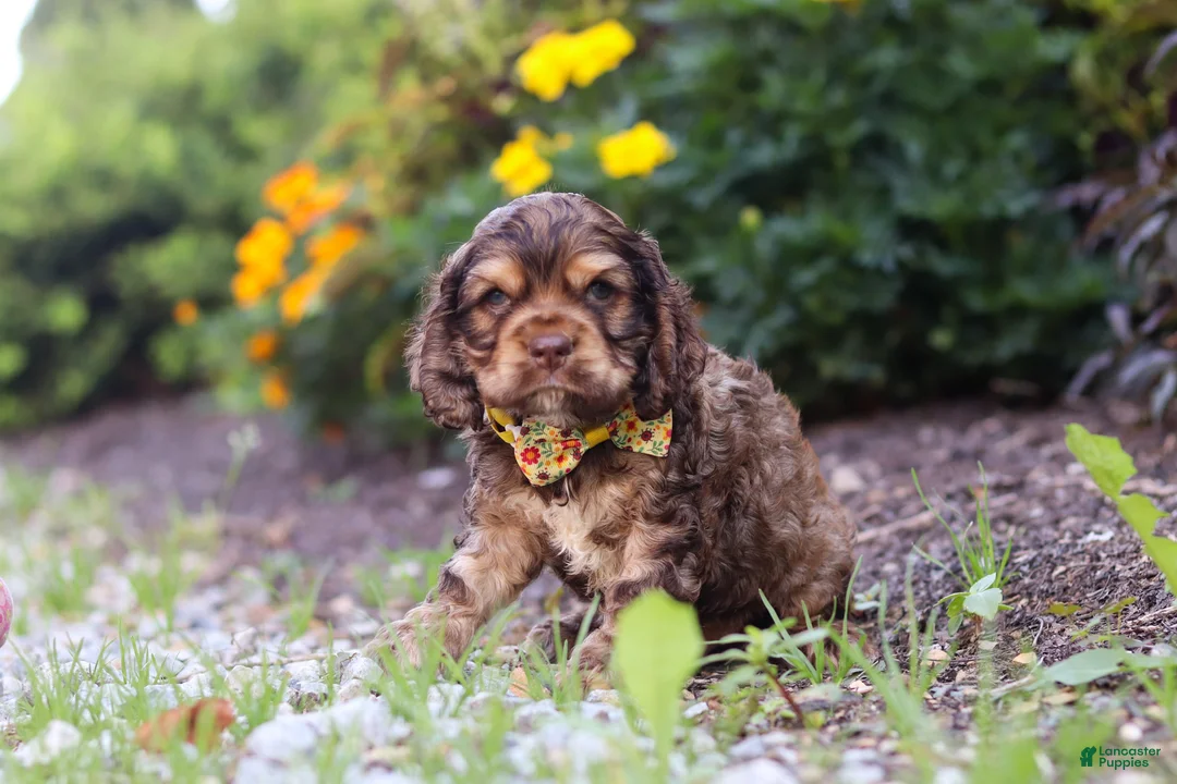 Cocker Spaniel dogs for sale: Maverick - Ad 1