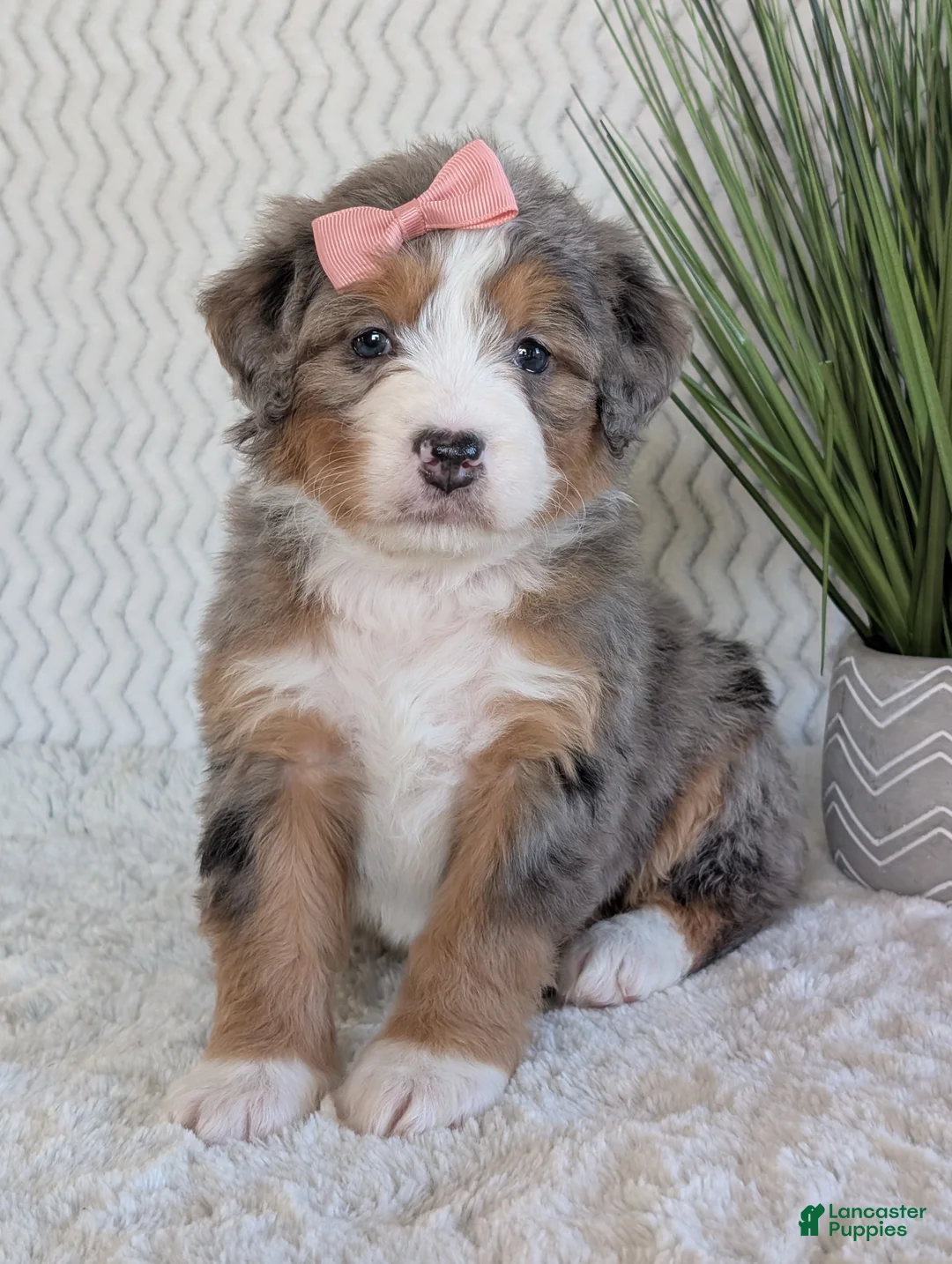 Mini Bernedoodle dogs for sale: Mini Indy  - Ad 4