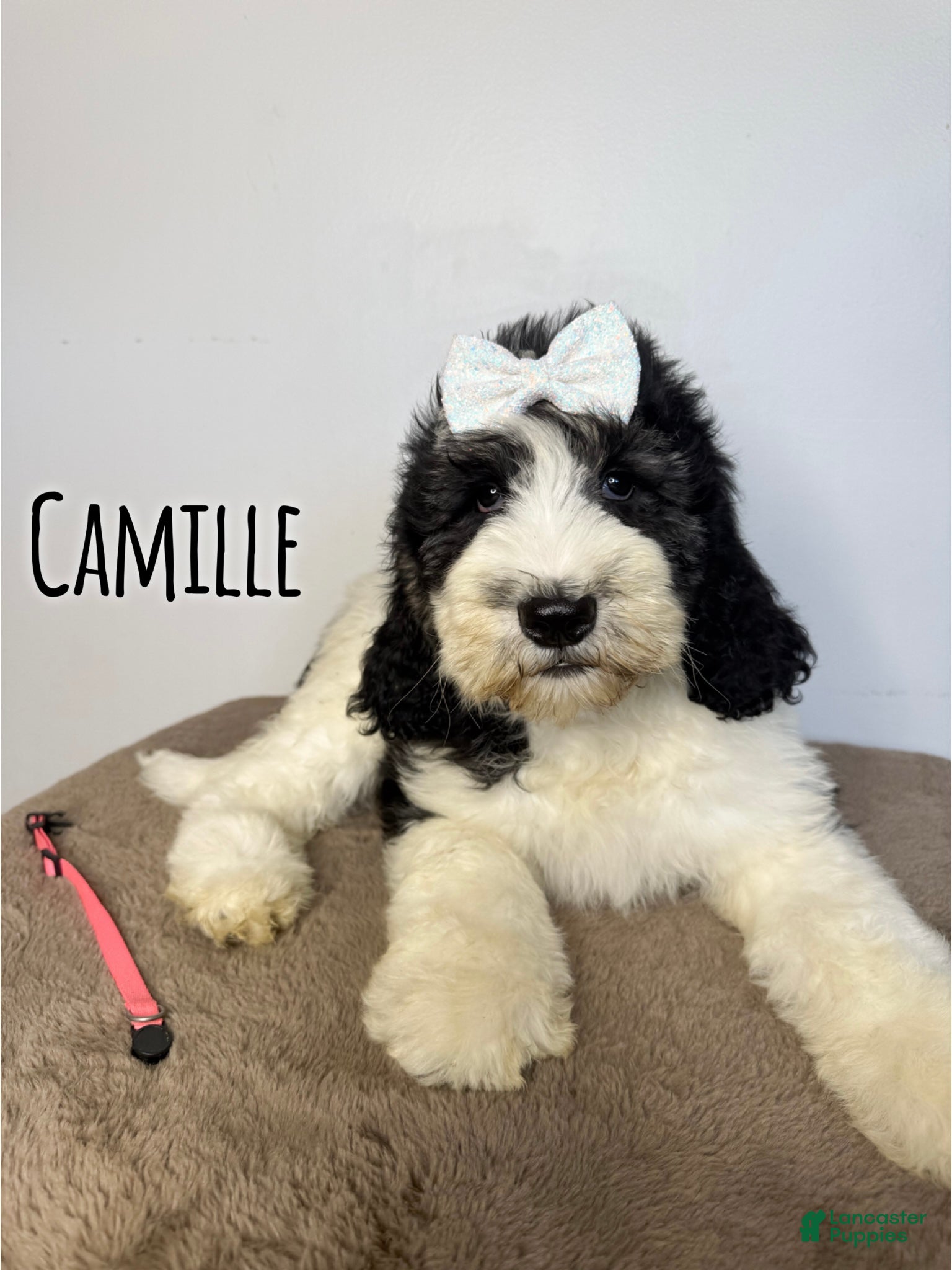 Saint Berdoodles dogs Camille - Standard F1b - Ad 1