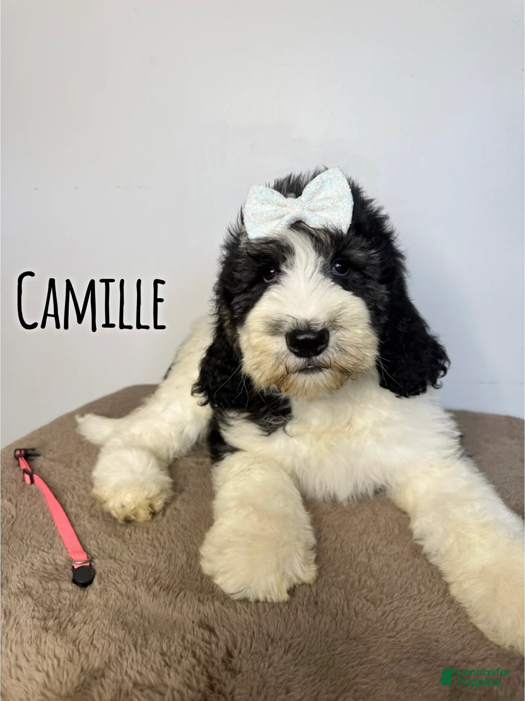 Saint Berdoodles dogs for sale: Camille - Standard F1b - Ad 1
