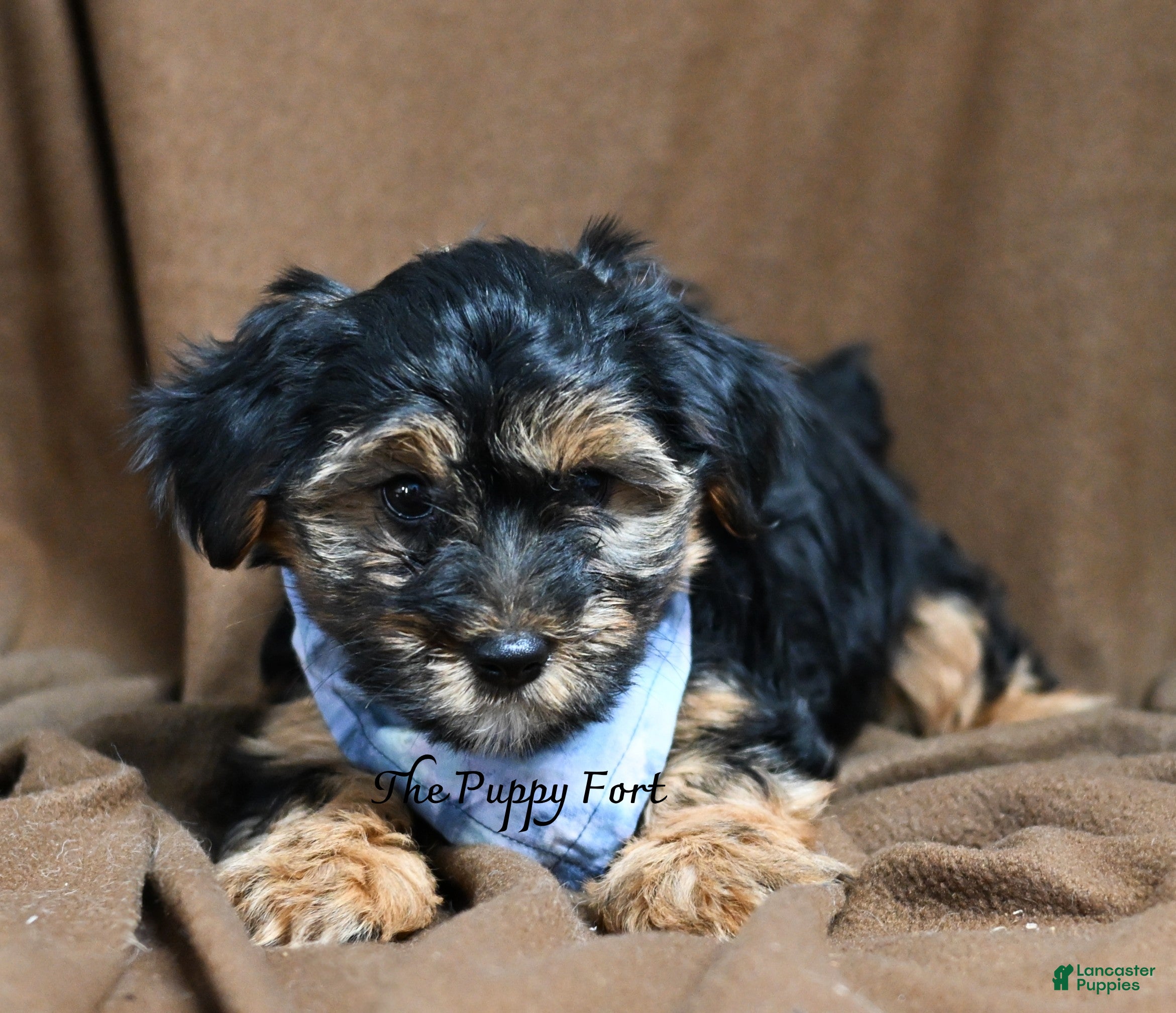 Yorkshire Terrier dogs Rocky  - Ad 2