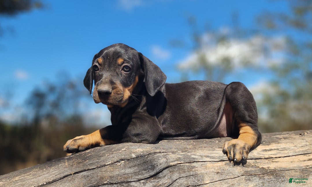 Catahoula Leopard Dog dogs for sale: Bug 2025 Female 2 - Ad 4