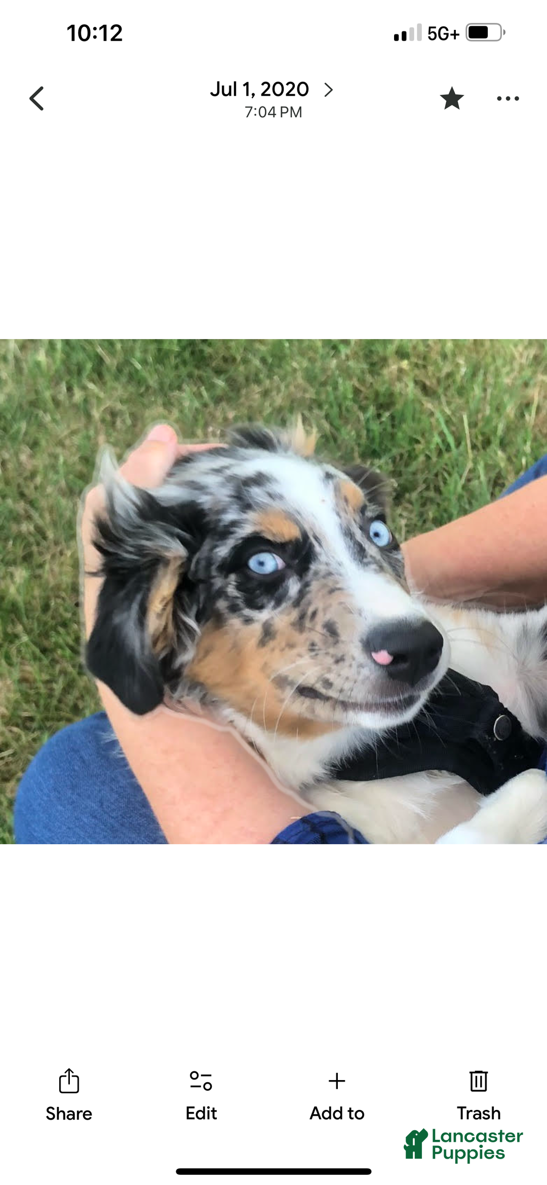 Australian Shepherd dogs for sale: Dancer - Ad 4