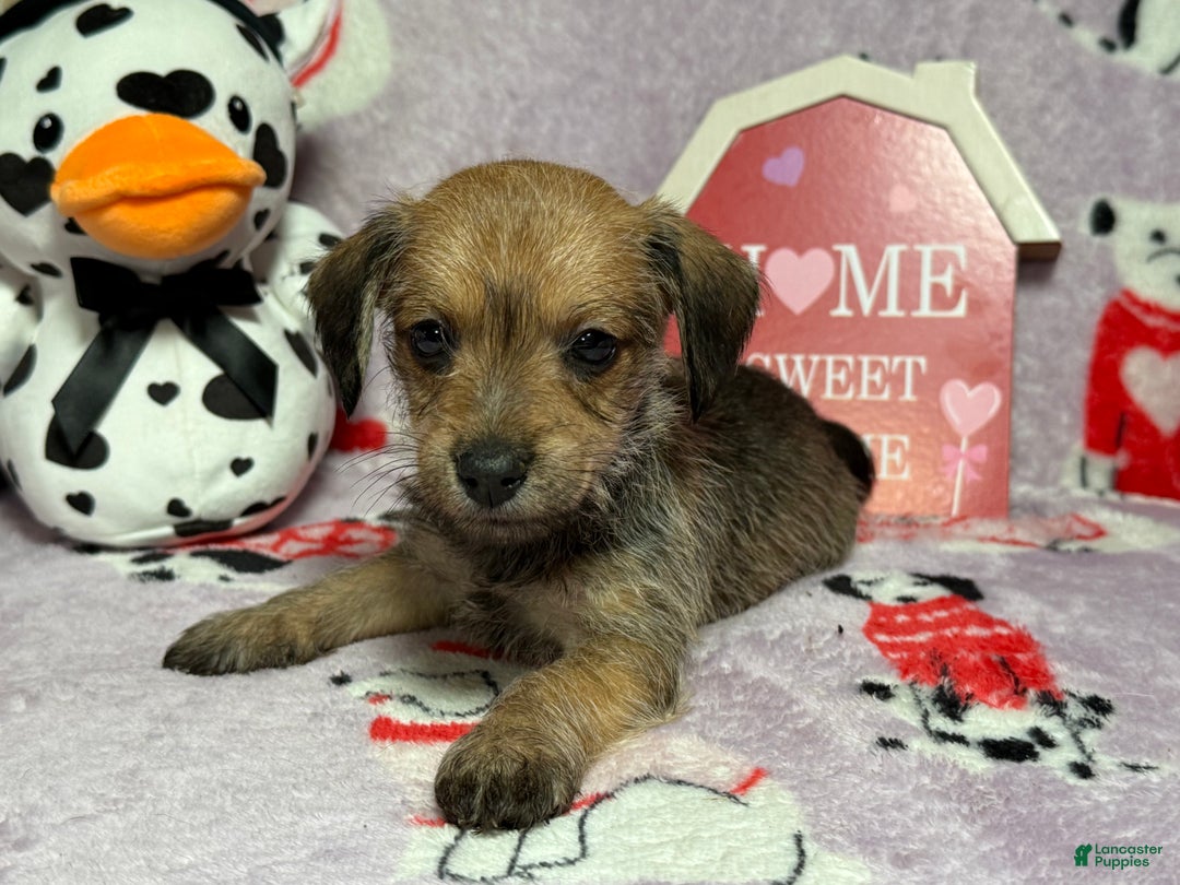 Mixed Breed dogs for sale: Amazon - Ad 4