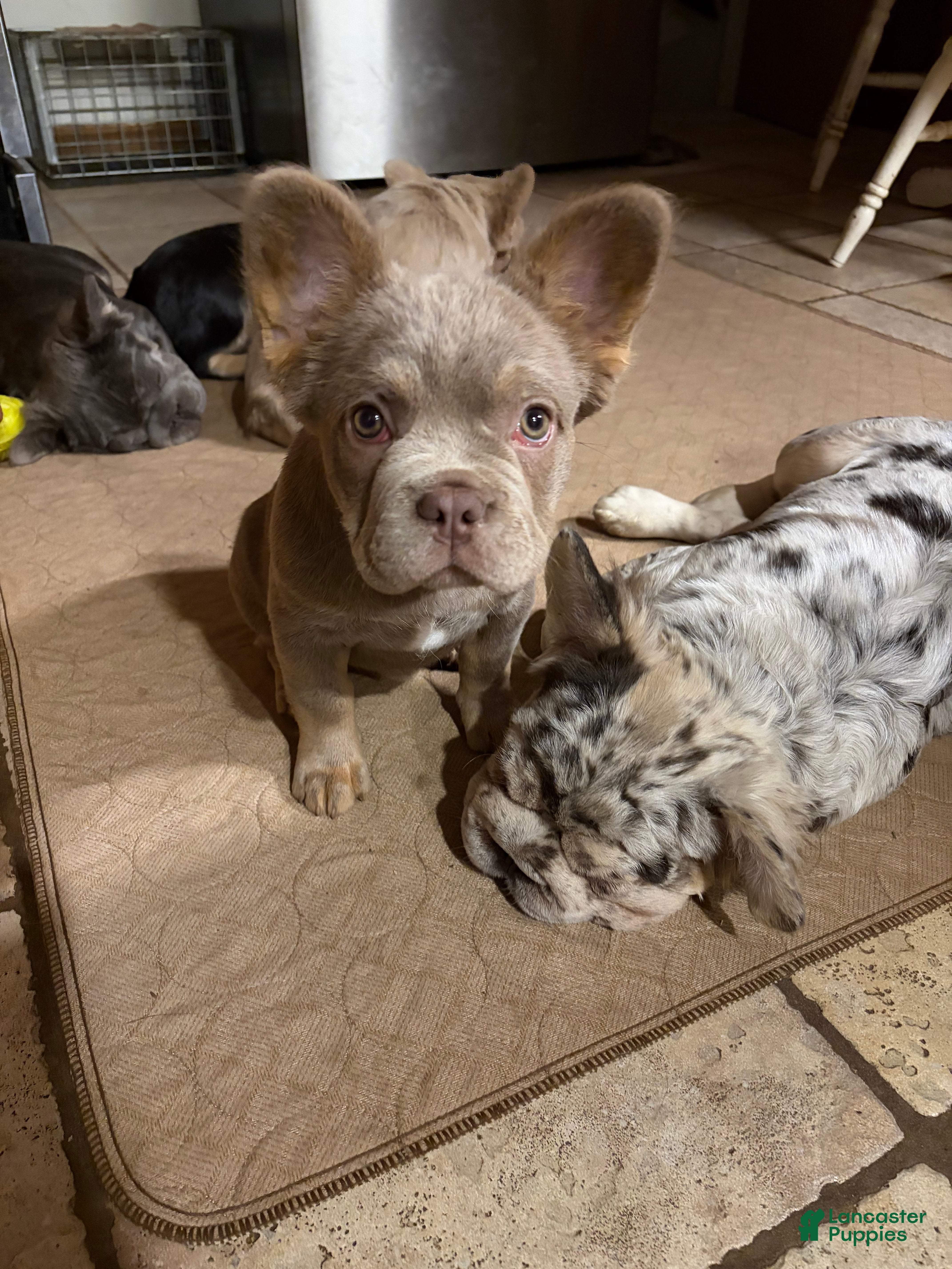 French Bulldog dogs French Bulldog 5 - Ad 2