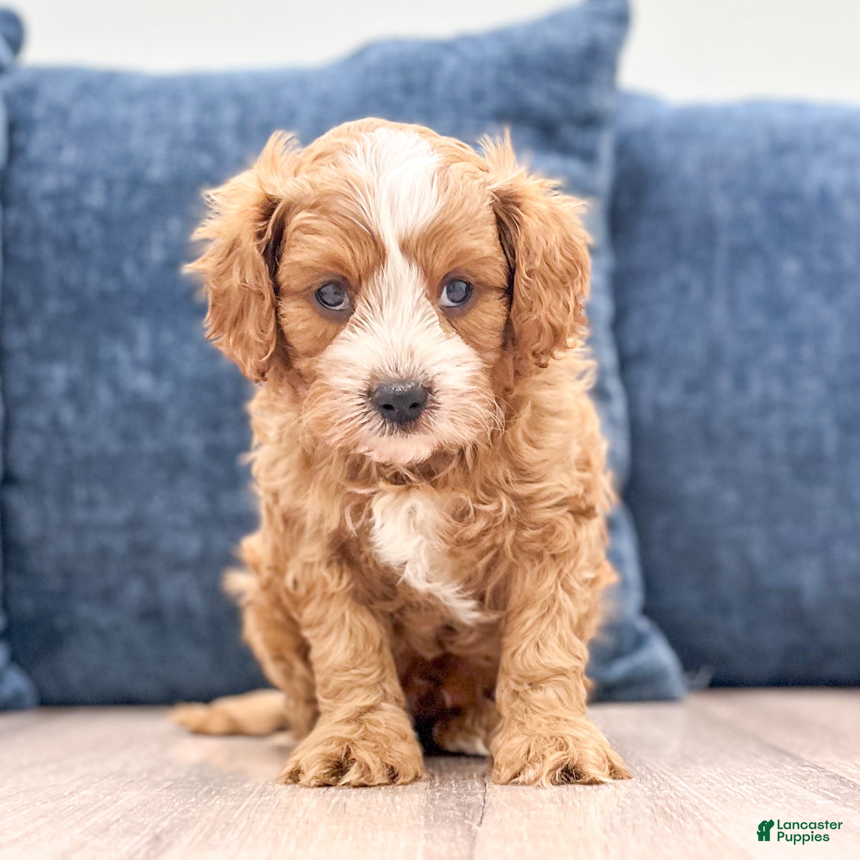 Cavapoo dogs Leo - Ad 1