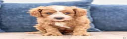Cavapoo dogs for sale: Leo - Ad 1