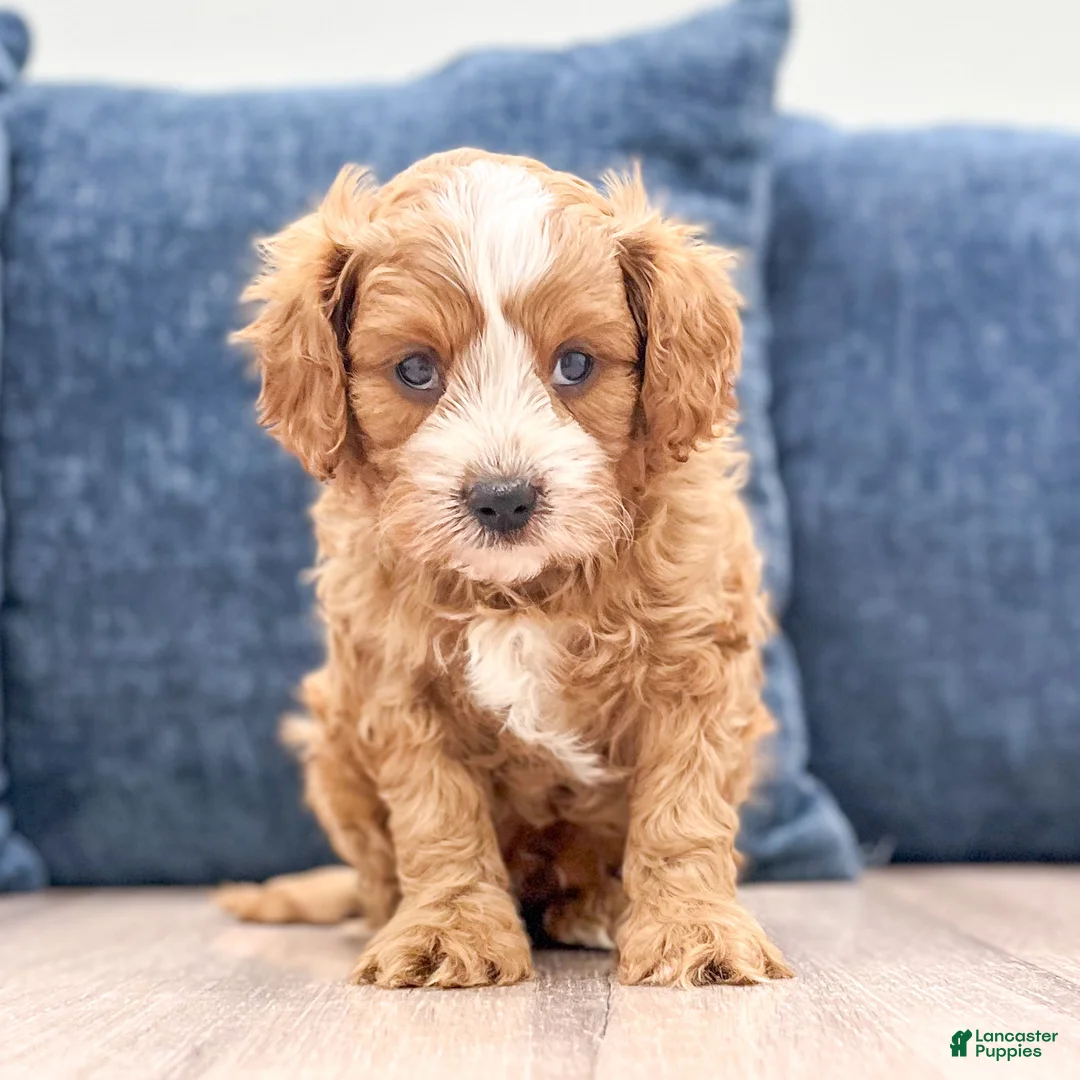 Cavapoo dogs for sale: Leo - Ad 1