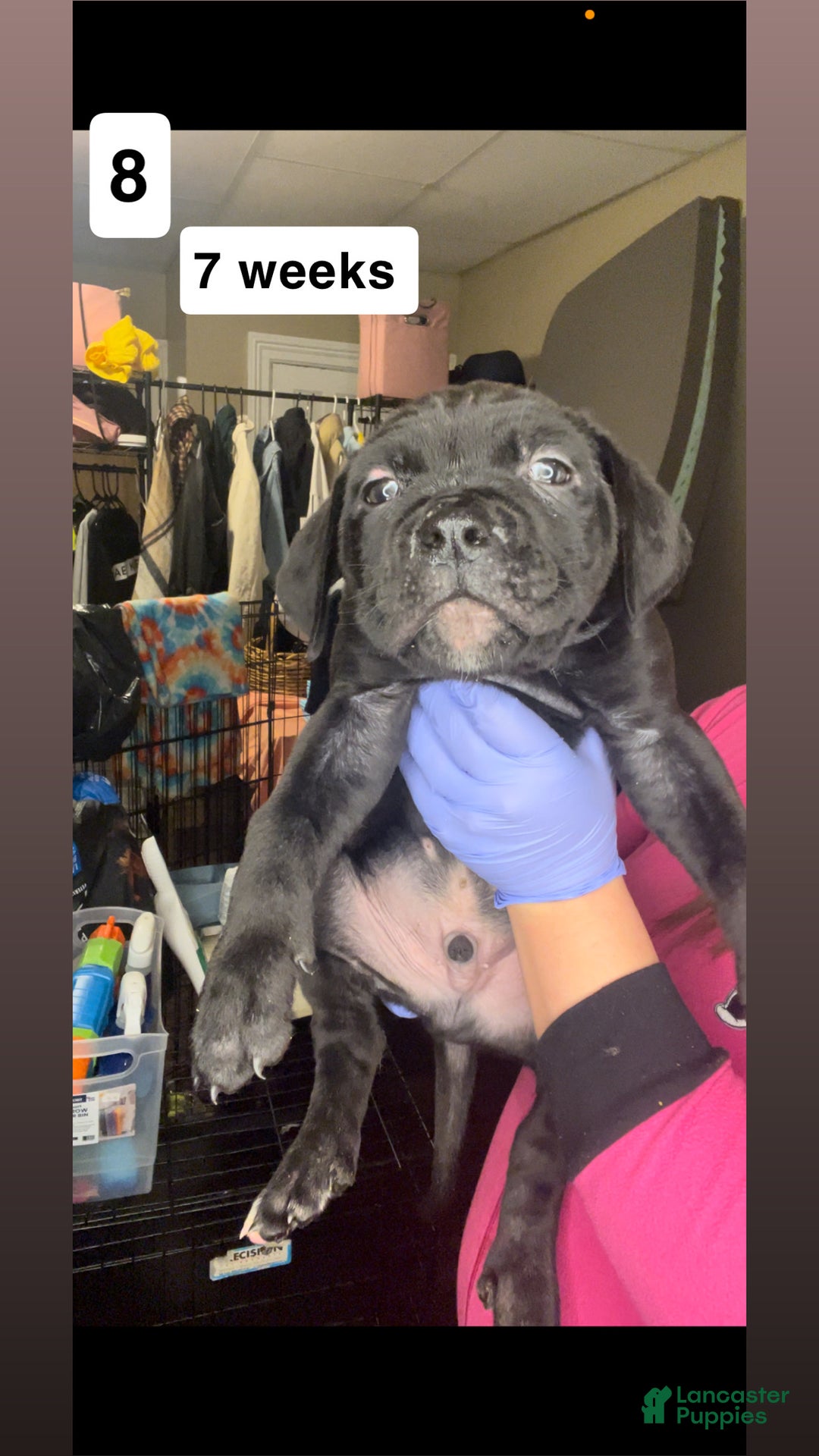 Cane Corso dogs for sale: Cane Corso Puppy 5 - Ad 1