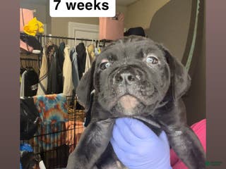 Cane Corso dogs Cane Corso Puppy 5 - Ad 2