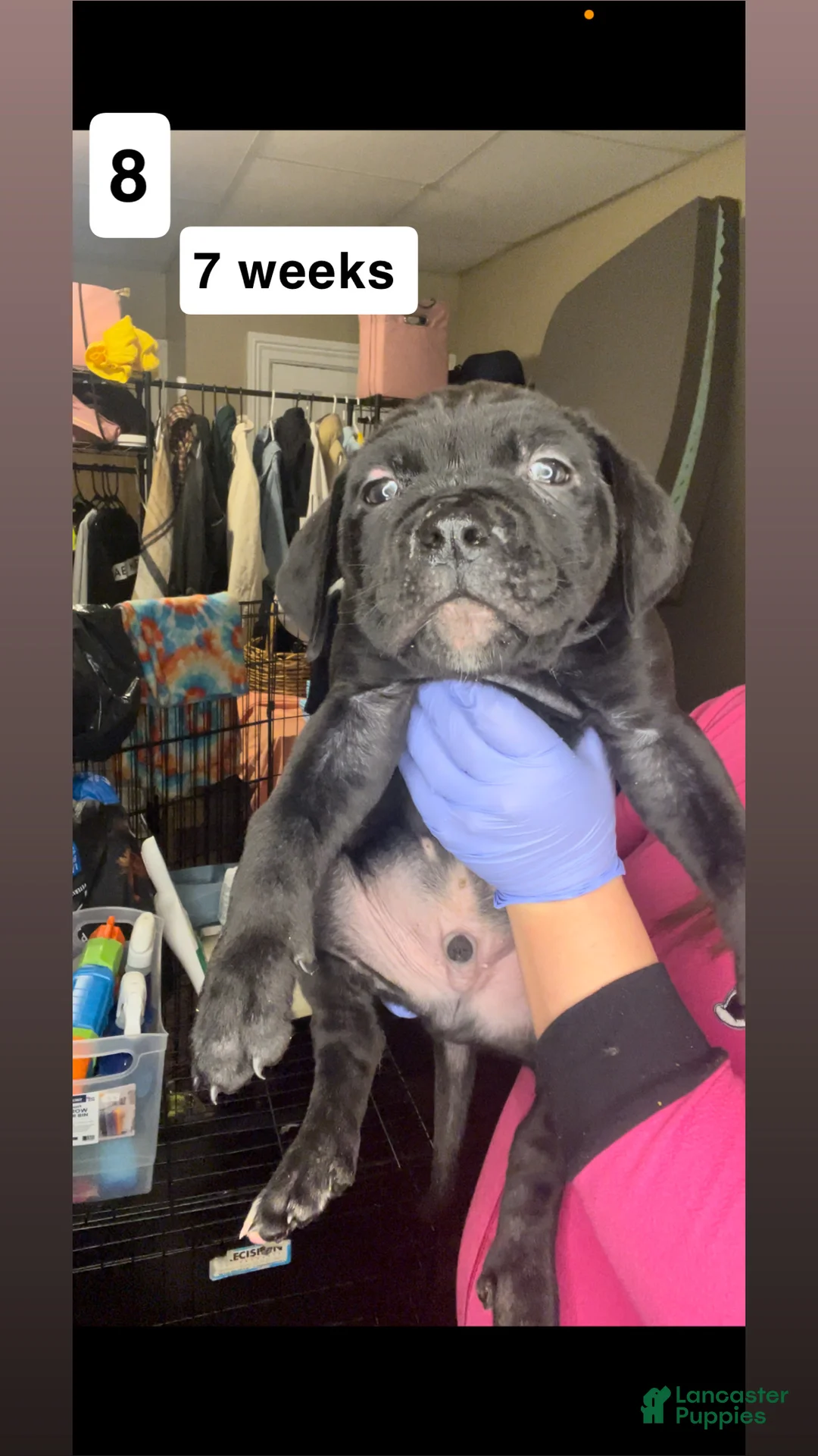 Cane Corso dogs for sale: Cane Corso Puppy 5 - Ad 1