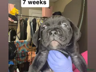 Cane Corso dogs Cane Corso Puppy 5 - Ad 10