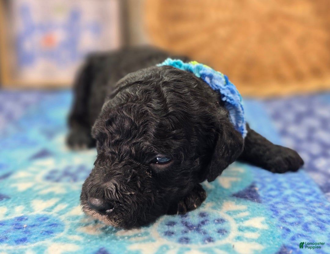 Cockapoo dogs for sale: Crescent - Ad 33