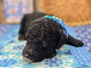 Cockapoo dogs Crescent - Ad 38