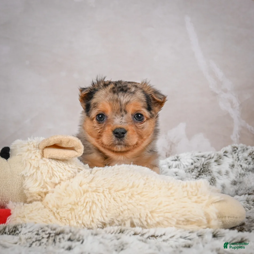 Chihuahua dogs for sale: Hazel - Ad 13