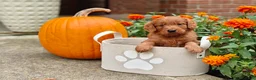 Goldendoodle dogs for sale: Copper - Ad 6