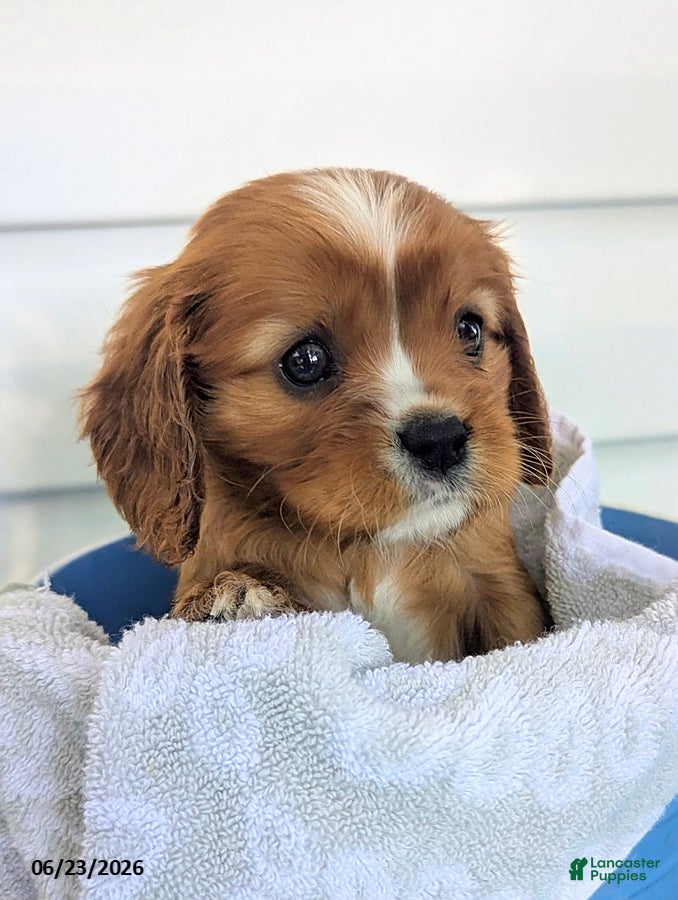 Cavalier King Charles Spaniel dogs Jacob - Ad 2