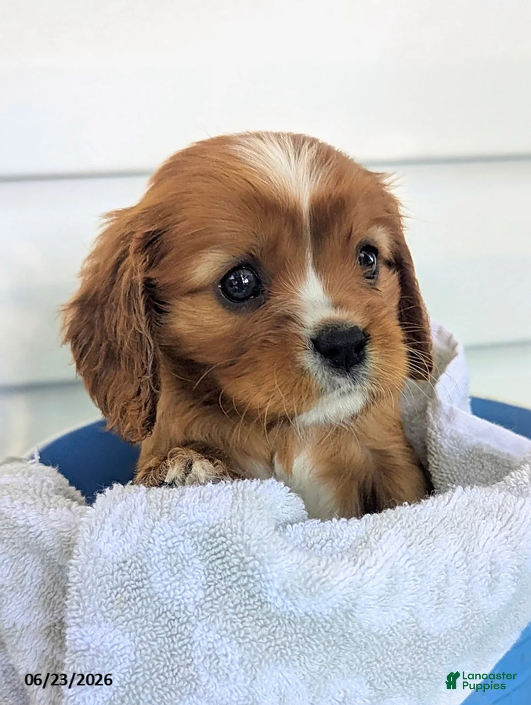 Cavalier King Charles Spaniel dogs for sale: Jacob - Ad 2