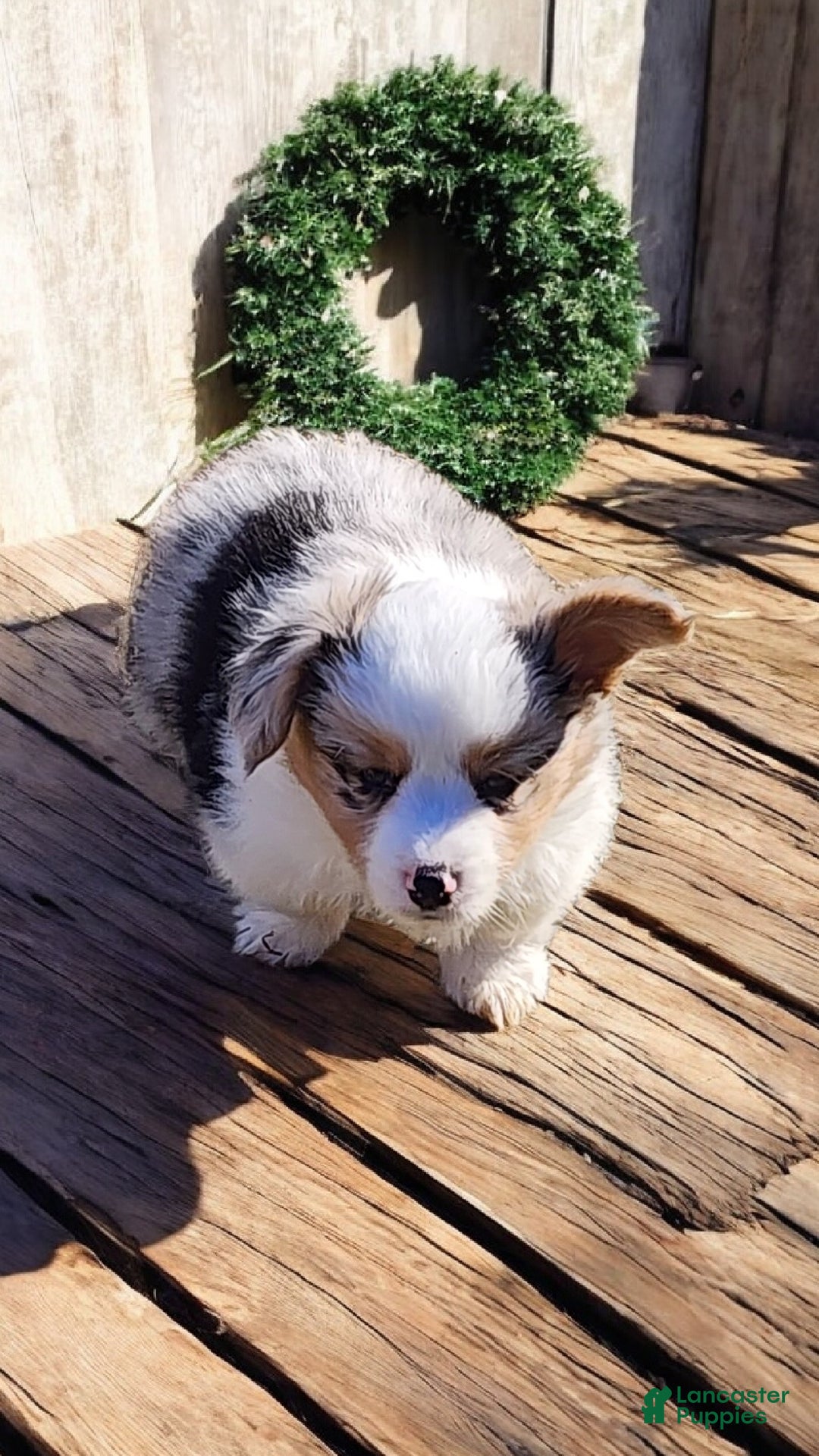 Welsh Corgi Pembroke dogs for sale: Merlin Fluffy Merle - Ad 11