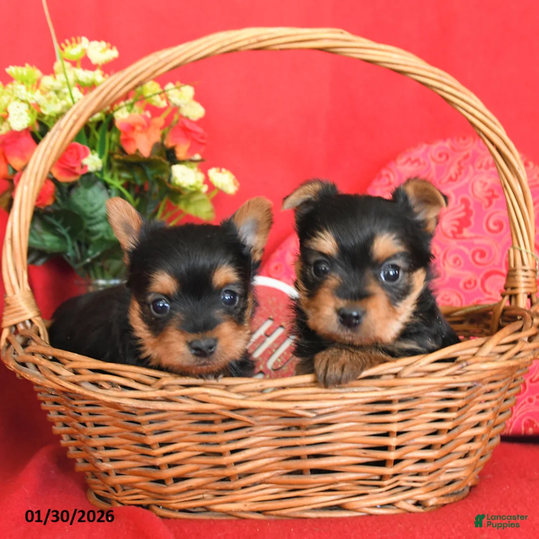 Yorkshire Terrier dogs for sale: Whisper - Ad 3