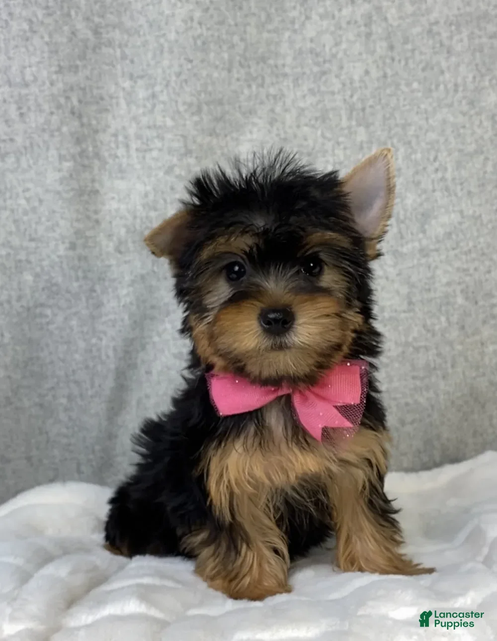 Yorkshire Terrier dogs for sale: Dolly - Ad 1