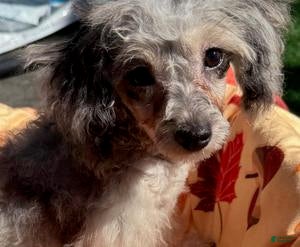 Toy Poodle dogs Athena - Ad 28