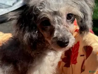 Toy Poodle dogs Athena - Ad 31