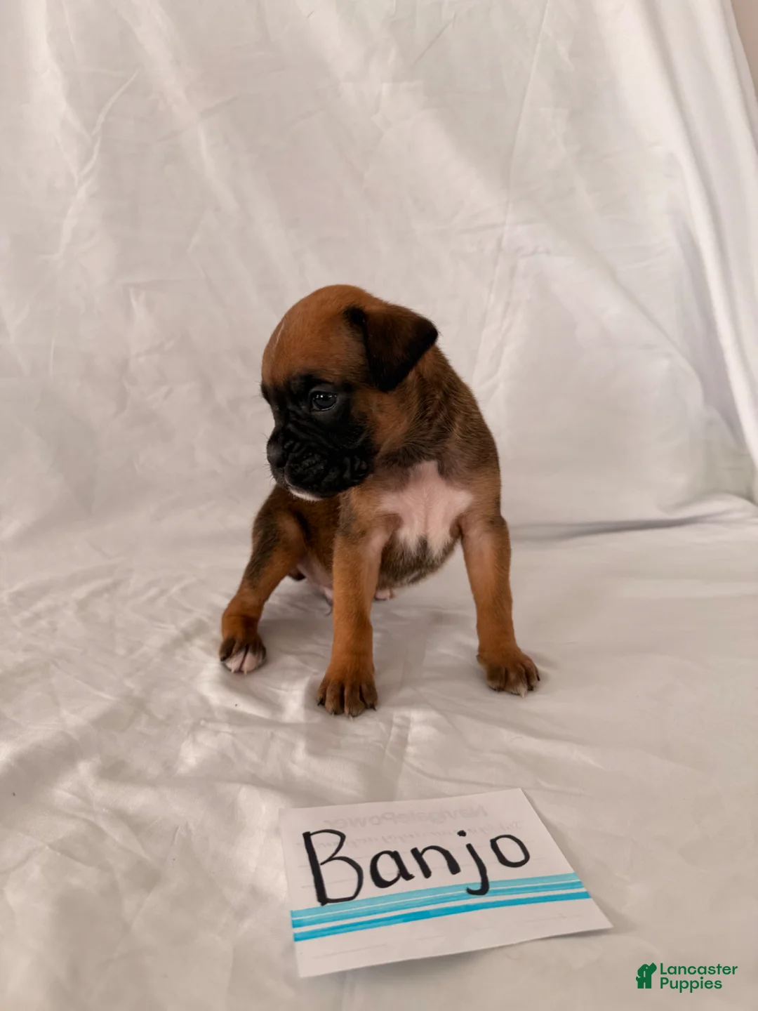 Boxer dogs for sale: Banjo - Ad 1