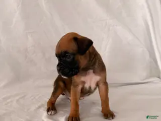 Boxer dogs Banjo - Ad 18