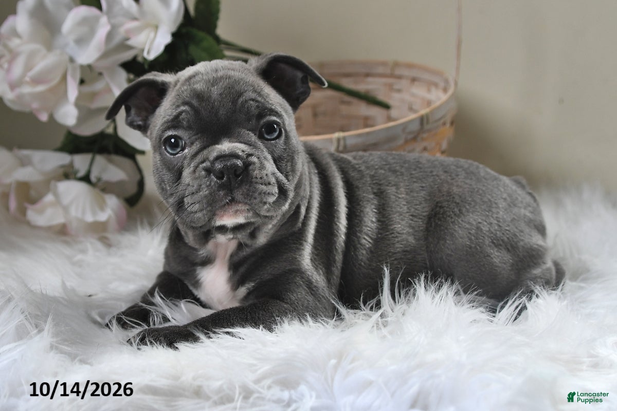 Frenchton dogs Benny - Ad 1