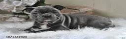 Frenchton dogs for sale: Benny - Ad 1