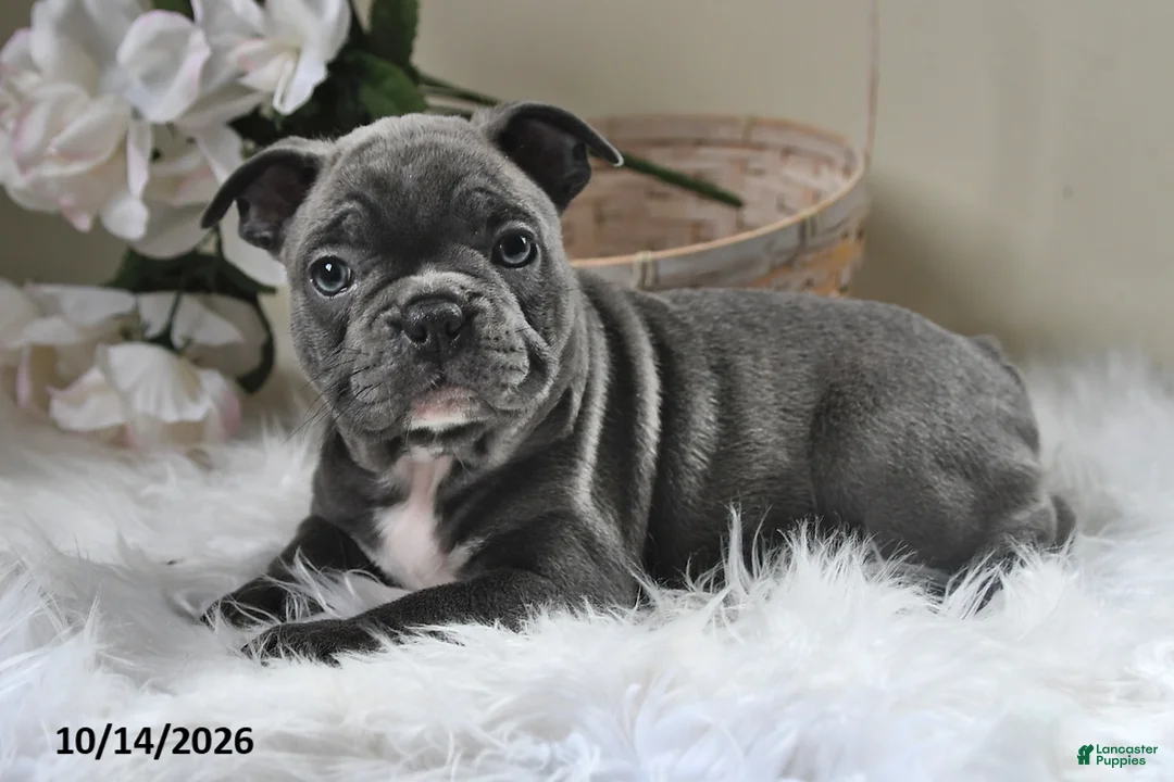 Frenchton dogs for sale: Benny - Ad 1