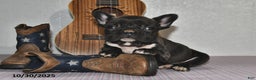 Frenchton dogs for sale: Jasper - Ad 1
