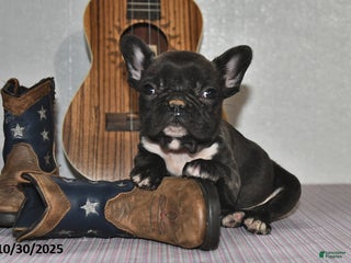 Frenchton dogs Jasper - Ad 38