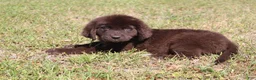 Newfoundland dogs for sale: Lady - Ad 3
