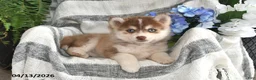 Pomsky dogs for sale: Sun Kiss - Ad 4